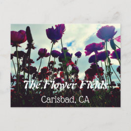 Souvenir-vykort: Flower Fält i Carlsbad, CA. Vykort