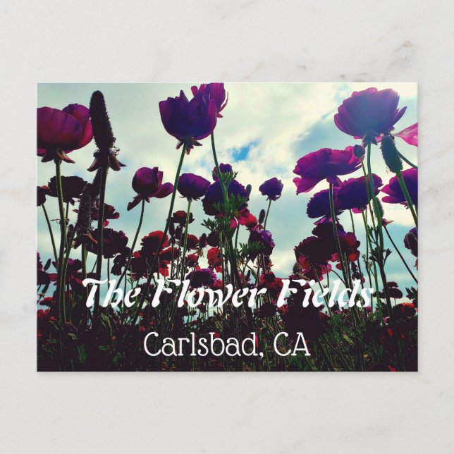 Souvenir-vykort: Flower Fält i Carlsbad, CA. Vykort (Framsida)