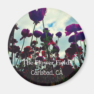 Souvenirmagnet: Blommafälten i Carlsbad, CA Magnet