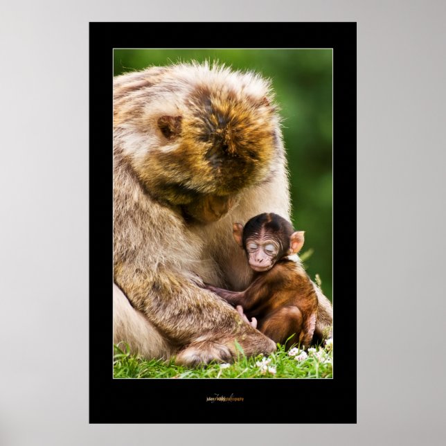 Sov liten apa från baby poster (Framsidan)
