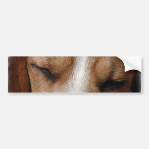 Sova Beaglebildekalet Bildekal