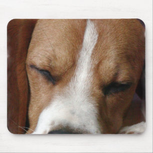 Sova Beaglemusen vaddera Musmatta