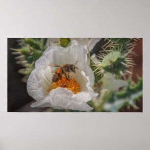 sova biet poster