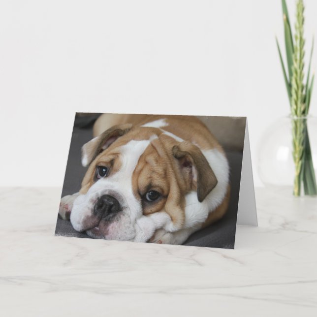 Sova bulldogghälsningkortet kort (Framsida)