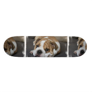 Sova bulldoggskateboarden old school skateboard bräda 21,6 cm