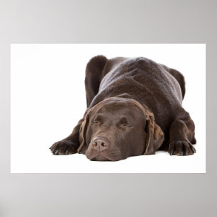 Sova choklad Labrador Poster