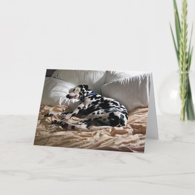 Sova dalmatianen kort (Framsida)