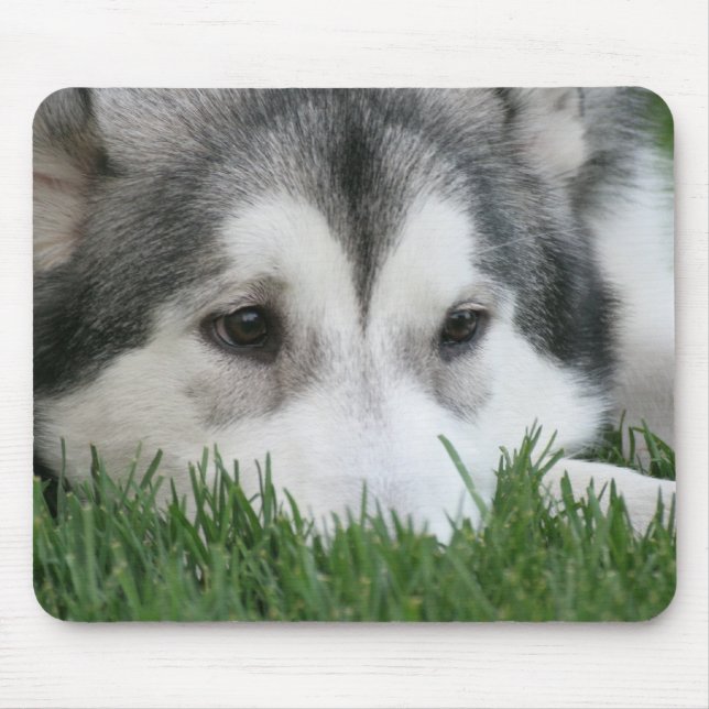 Sova den Husky musen vaddera Musmatta (Framsidan)