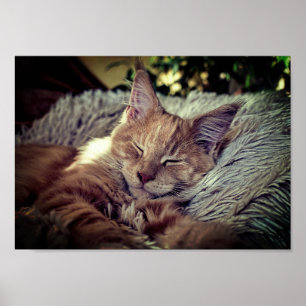 Sova den Maine Coonkatten på soffan Poster