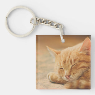 Sova den orange tabby katt
