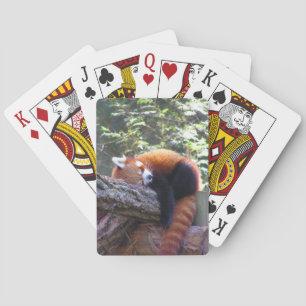 Sova den röda pandaen kortlek