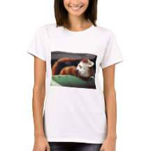 Sova den röda pandaen