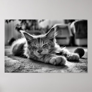 Sova den svartvita Maine Coonkatten Poster