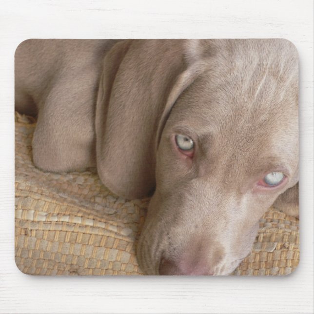 Sova den Weimaraner musen vaddera Musmatta (Framsidan)