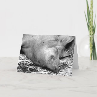 Sova det svartvita fotoet för gris - tomma kort