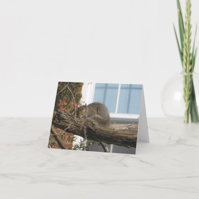 Sova ekorren kort (Framsida)