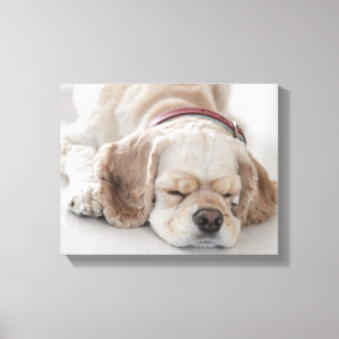 Sova för cockerspanielspanielhund canvastryck