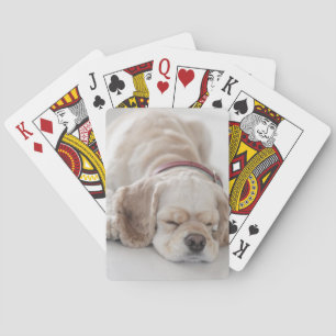Sova för cockerspanielspanielhund casinokort