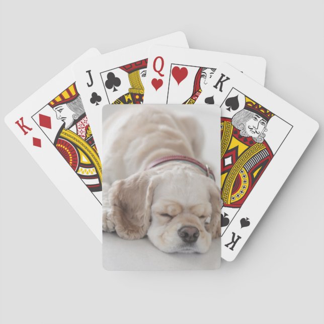Sova för cockerspanielspanielhund casinokort (Baksidan)