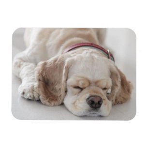 Sova för cockerspanielspanielhund magnet