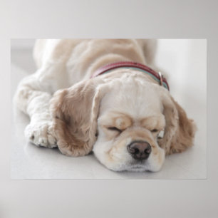 Sova för cockerspanielspanielhund poster
