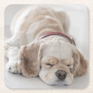 Sova för cockerspanielspanielhund underlägg papper kvadrat