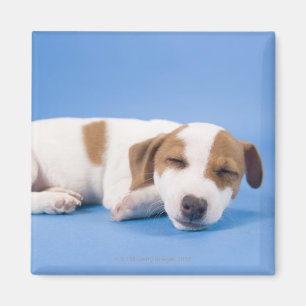 Sova för hund magnet