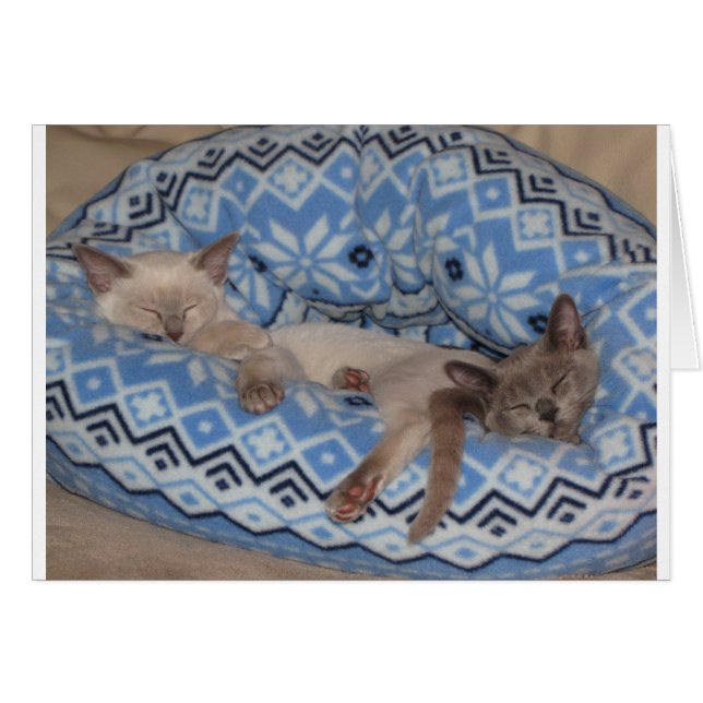 Sova för två Tonkinese kattungar Hälsningskort (Framsidan Horizontal)