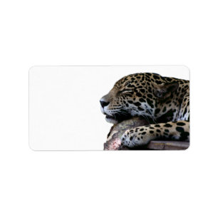 Sova jaguar ingen bakgrund adressetikett