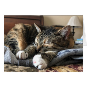 Sova katten hälsningskort
