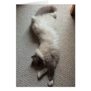 Sova katten, kort
