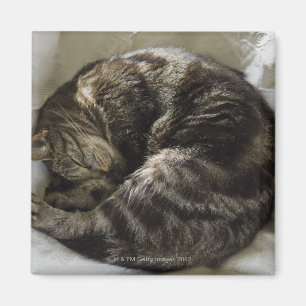 Sova katten magnet