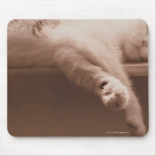 Sova katten musmatta