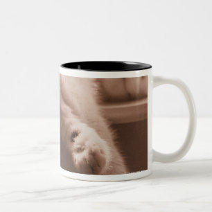 Sova katten Två-Tonad mugg