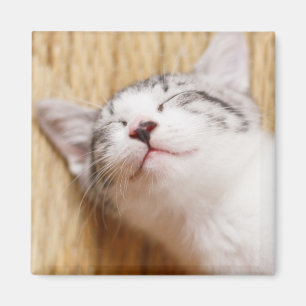 Sova kattungen magnet