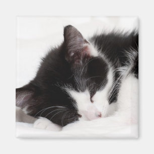 Sova kattungen magnet