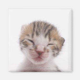 Sova kattungen magnet