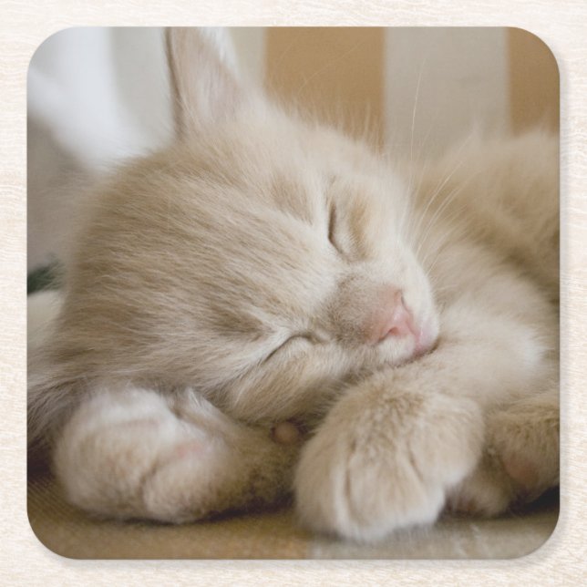 Sova kattungen underlägg papper kvadrat (Framsidan)