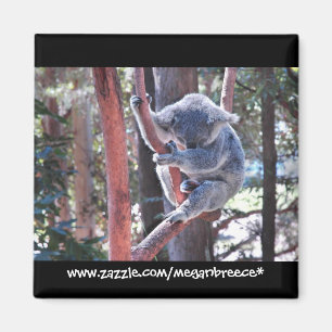 Sova koalaen magnet
