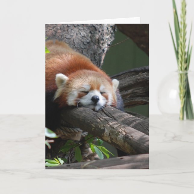 Sova kortet för Pandabjörnhälsning Kort (Framsida)