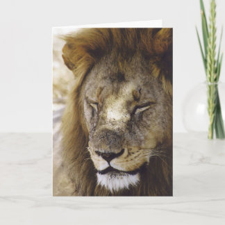 Sova (lejona) Simba, Kort