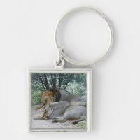 sova male lejont och lionessen, Panthera leo,