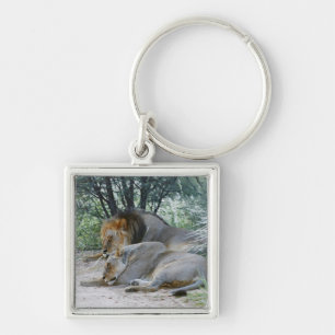 sova male lejont och lionessen, Panthera leo, Fyrkantig Silverfärgad Nyckelring