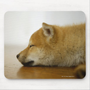 Sova Shiba-ken 3 Musmatta