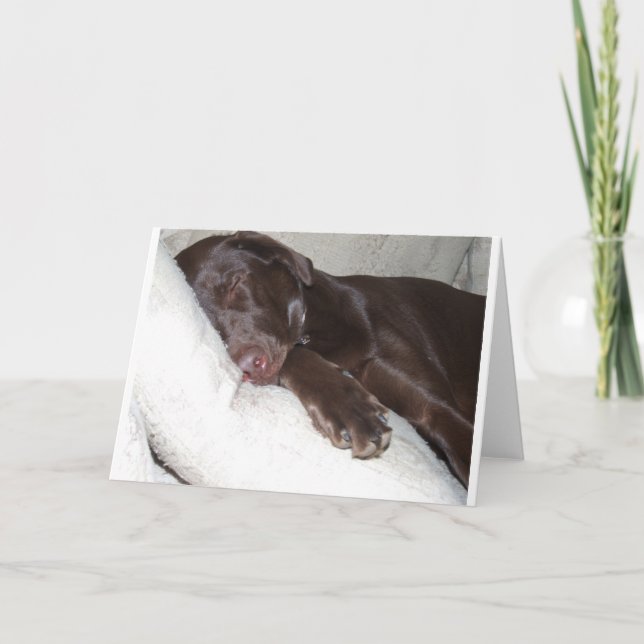 Sova skönhet kort (Framsida)