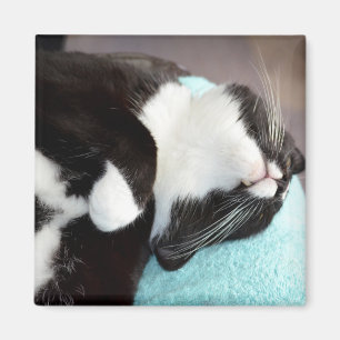 sova smokingkatthakan beskåda kattunge avbildar magnet