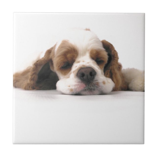 Sova som är rött,/vitcockerspanielSpaniel Kakelplatta (Framsidan)