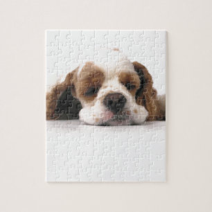 Sova som är rött,/vitcockerspanielSpaniel Pussel