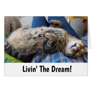 Sova tabby katthumor hälsningskort