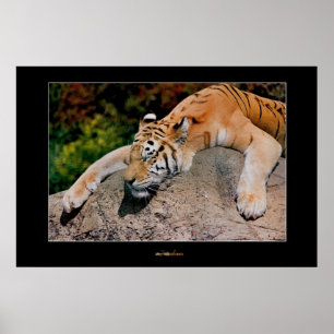 Sova tigern poster